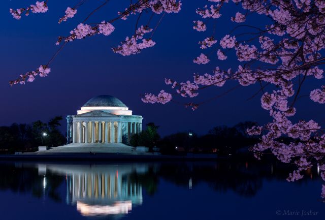 Early Morning Cherry Blossoms Photo Shoot