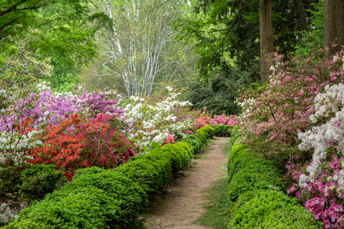 Free Meetup - National Arboretum Azalea Garden