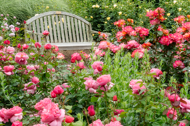 Early Morning Flower and Garden Photography