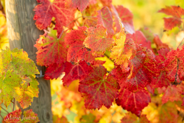 iPhone Photography in the Vineyard