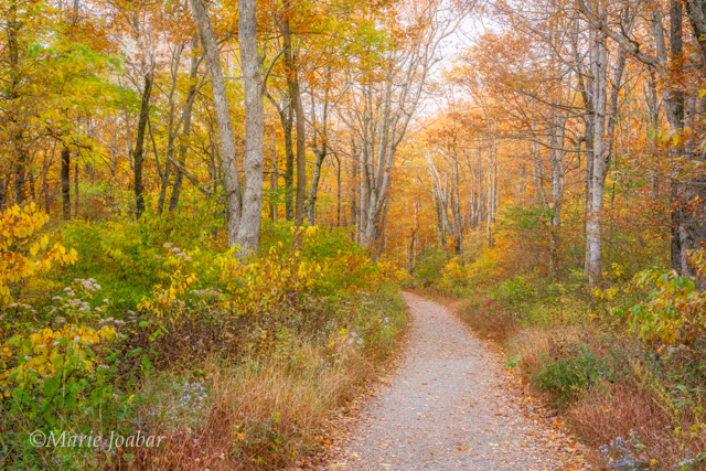 Autumn in the Shenandoah Photo Workshop