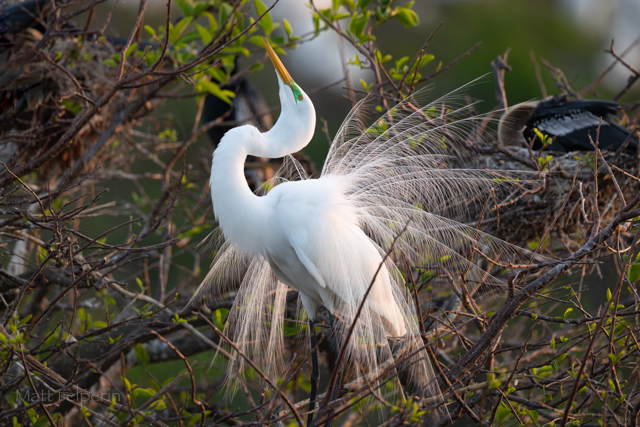Florida Bird and Wildlife Photo Workshop 26