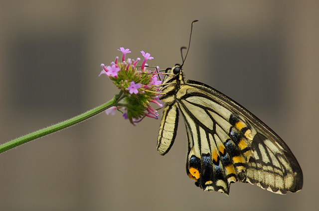 Butterflies at Brookside Gardens