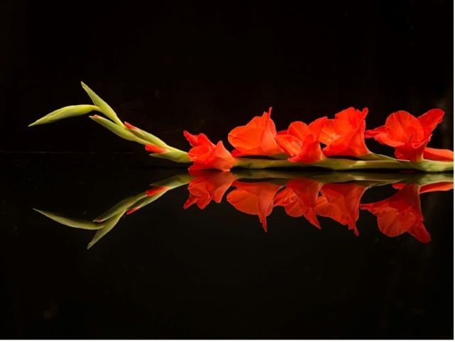 The Creative Art of Flower Photography