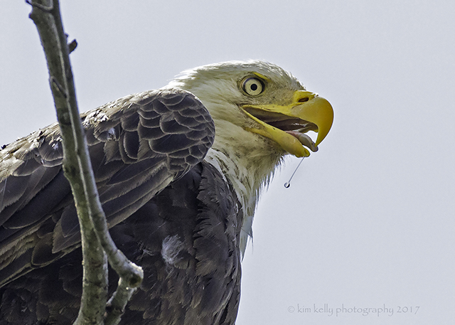 Eagles and Wildlife at Blackwater National Wildlife Refuge