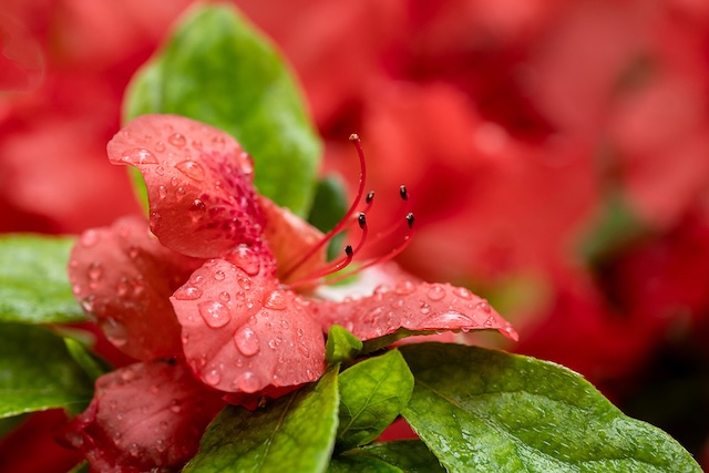 Floral Indulgence Photography Workshop