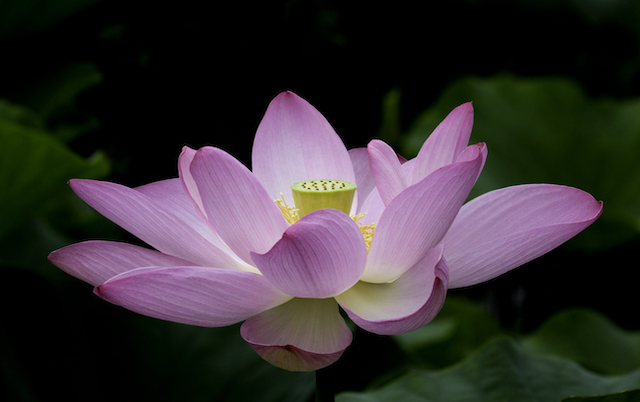 Lotus and Lilies at Kenilworth Gardens