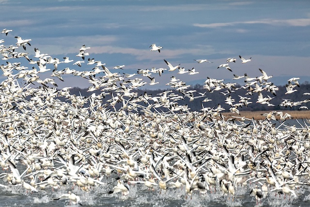 Snow Geese Photo Workshop