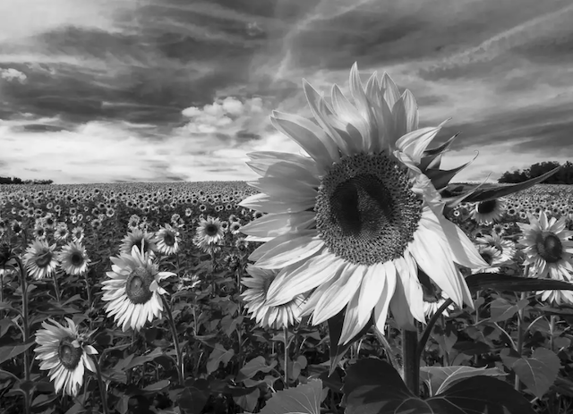 From Capture to Print: The Art of Black and White Photography