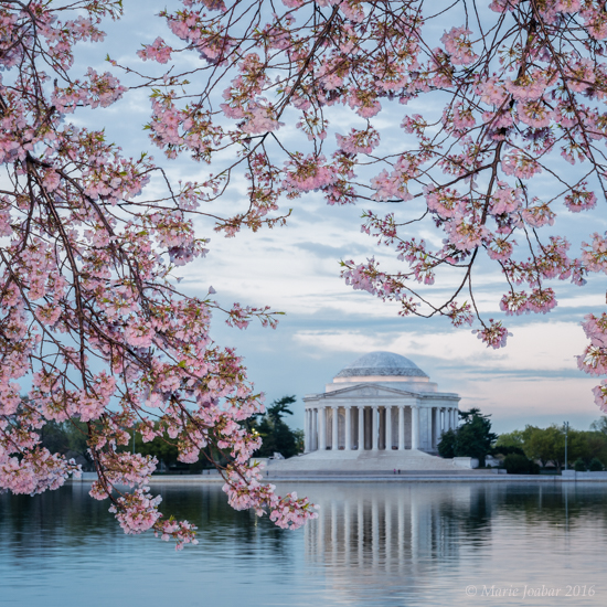  Fieldwork Photo Basics with Cherry Blossoms