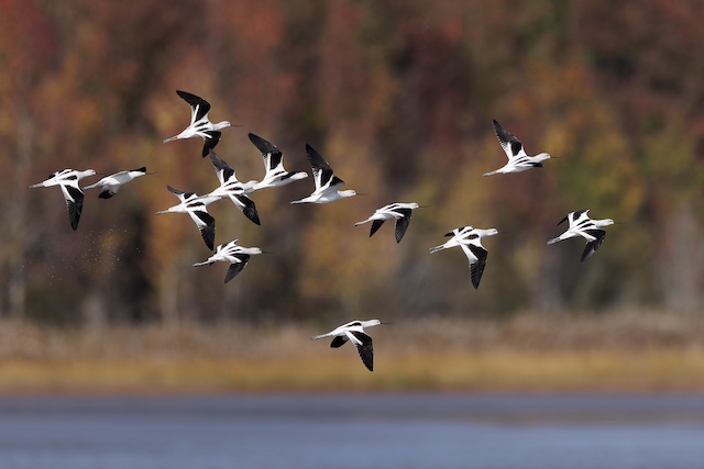 Birding, Wildlife and Nature Photo Workshop at Bombay Hook