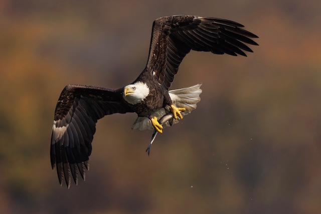 Bald Eagles at Conowingo Dam