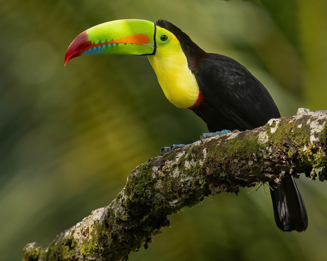 Costa Rica Bird & Wildlife Photography Workshop
