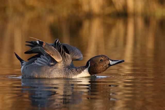 Wildlife Photography Field Shoot