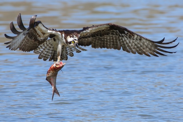 Bird & Wildlife Photography on the Patuxent River
