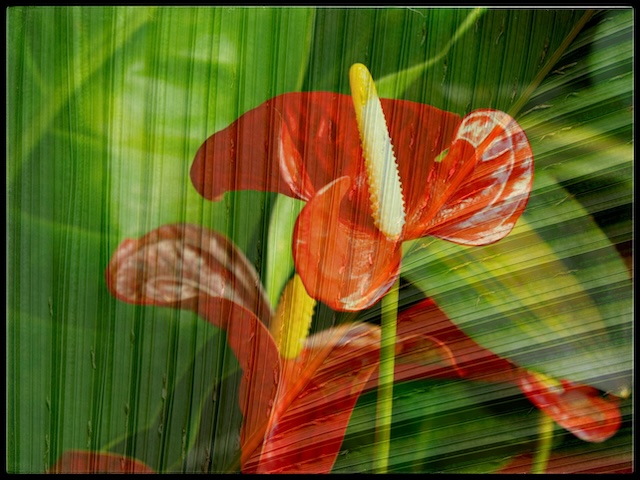 Smartphone Photo Magic - Creative Image Editing