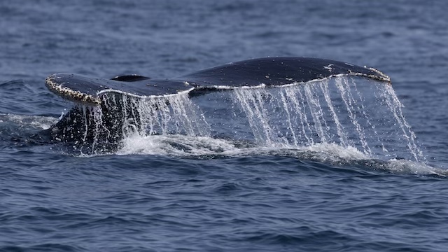 Ocean Birds and Sea Critters Photo Workshop