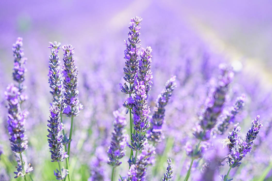 Lavender Fields Forever