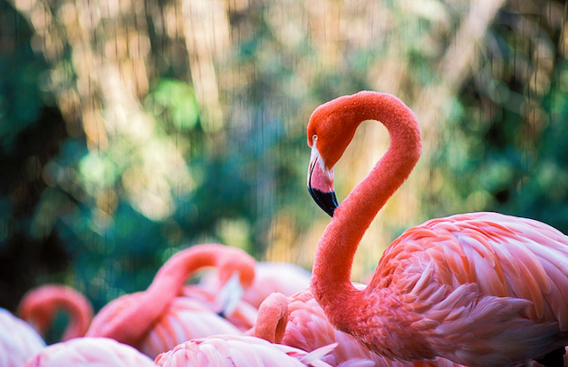  National Zoo Field Shoot