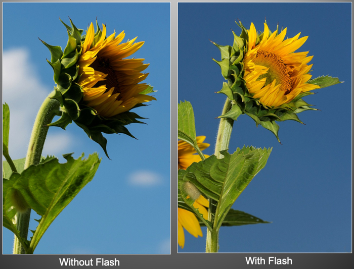 Capital Photography Center | Summer Photos With Fill Flash