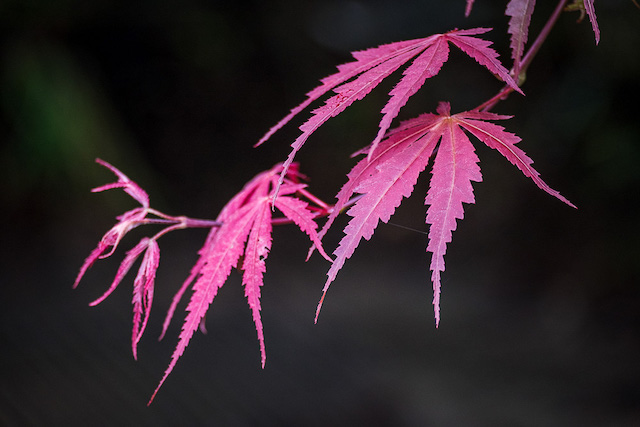 Fall Photography at Brookside Gardens