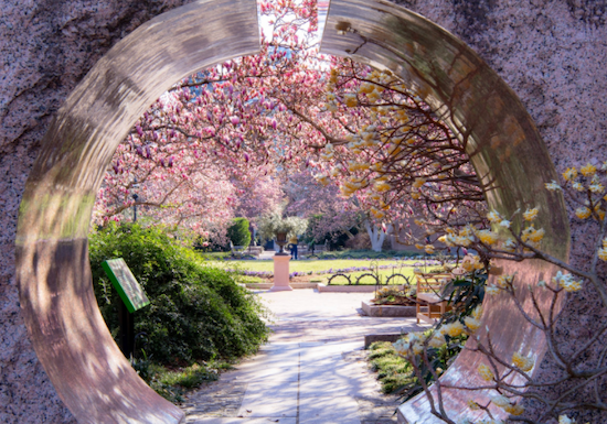 magnolia beautiful archway