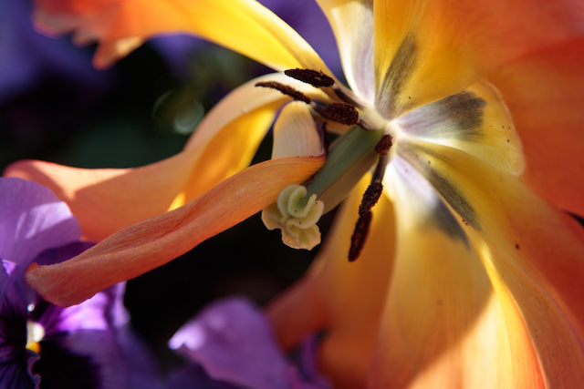 Getting Started in Flower Photography -Cassandra Hetherington