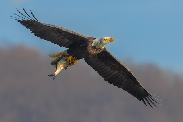 Bald Eagles at Conowingo Dam-David Ponder