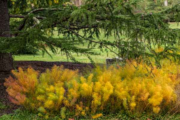 Close Up Textures in the Gardens-David Ponder