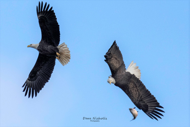 Bald Eagles at Conowingo Dam-Dara Nicholls