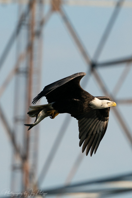 Bald Eagles at Conowingo Dam-Joy Philippi