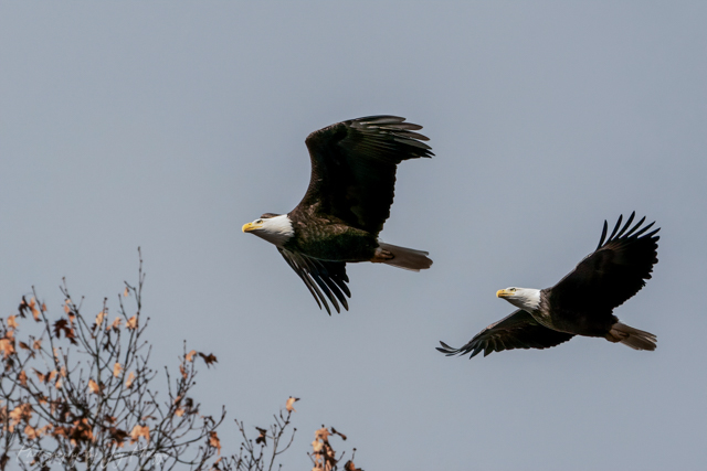 Bald Eagles at Conowingo Dam-Joy Philippi