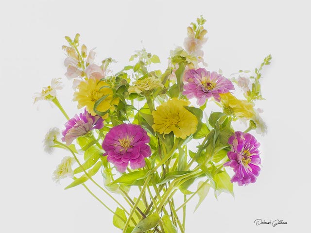 Using Light Pads to Create Magical Floral Images-Deborah Gillham