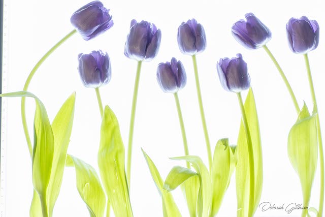 Using Light Pads to Create Magical Floral Images-Deborah Gillham