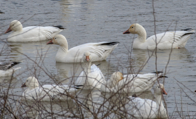 Snow Geese at Middle Creek-Earl Davy