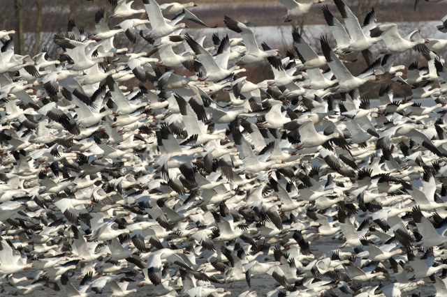Snow Geese at Middle Creek-Earl Davy