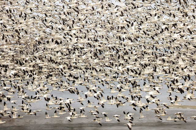 Snow Geese at Middle Creek-Gladys Sewell