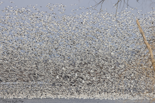 Snow Geese at Middle Creek-Joy Philippi
