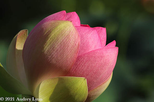 Lotus and Lilies at Kenilworth Aquatic Gardens-Audrey Gassman