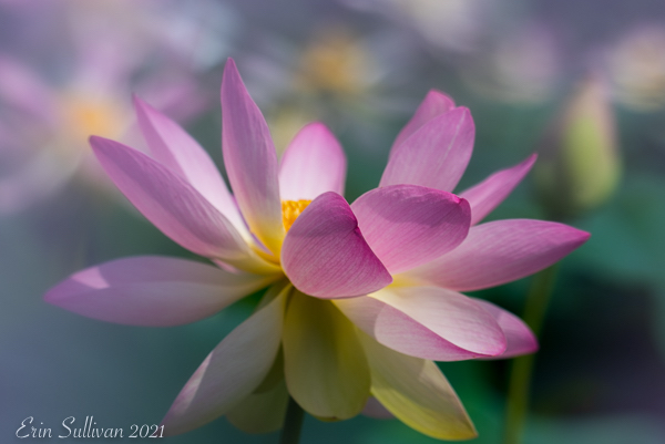 Lotus and Lilies at Kenilworth Aquatic Gardens-Erin Sullivan