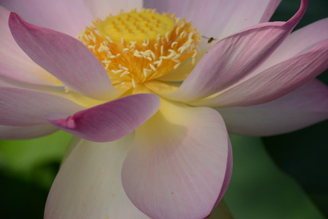 Lotus and Lilies at Kenilworth Aquatic Gardens-Jacob Ngo