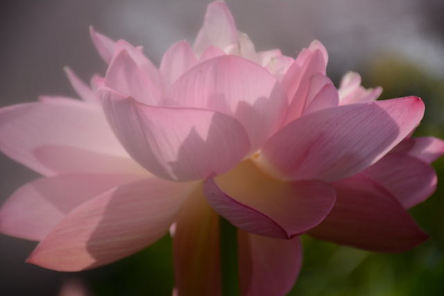 Lotus and Lilies at Kenilworth Aquatic Gardens-Jacob Ngo