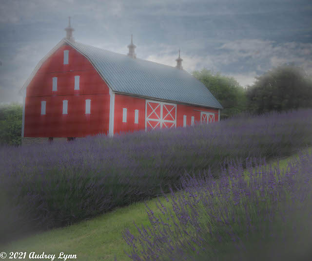 Lavender Farms Landscapes-Audrey Gassman