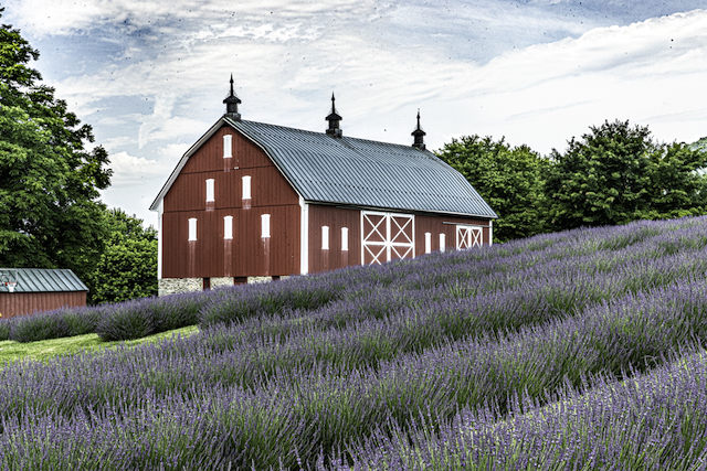 Lavender Farms Landscapes-David Ponder