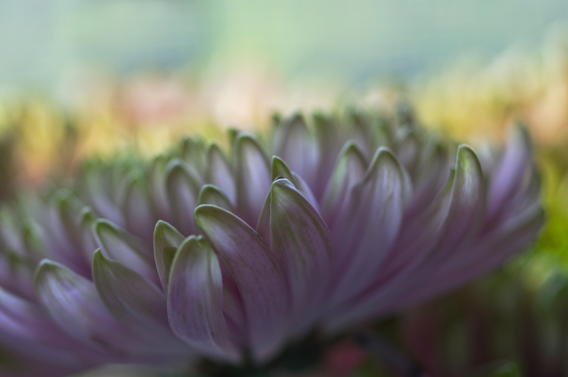 A Year in Creative Photography - Theme:Depth of Field-Lisa Ostrich