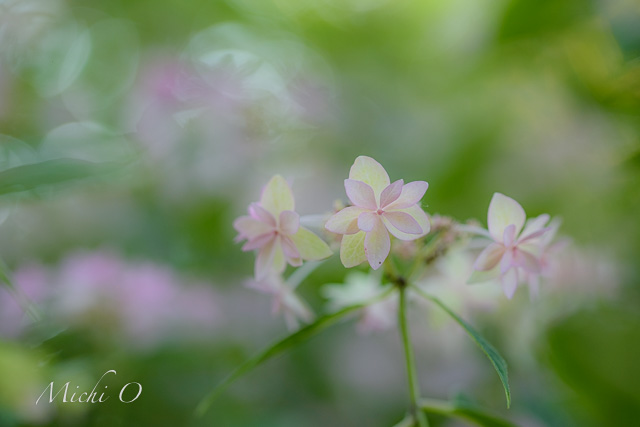 Creative Garden Photography - Exploring Light-Michiko Okuma