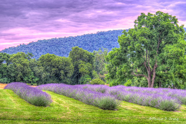 Lavender Farms Landscapes-Philip Orwig