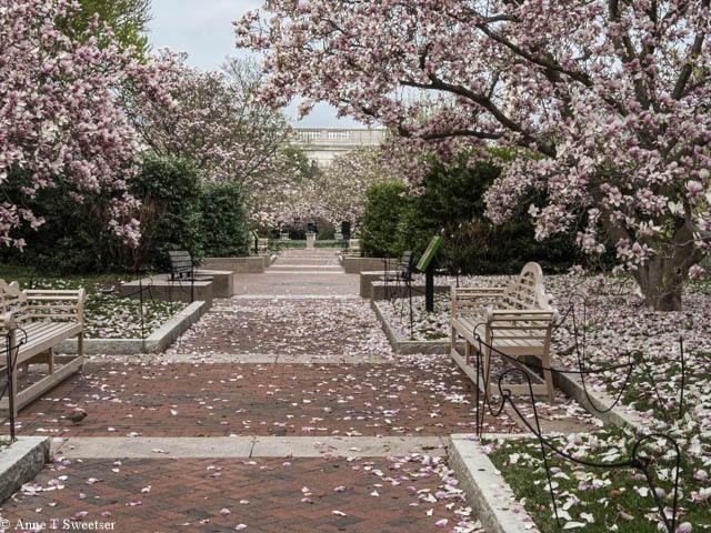 Tulip Magnolias at Smithsonian Enid Haupt Gardens-Anne Sweetser