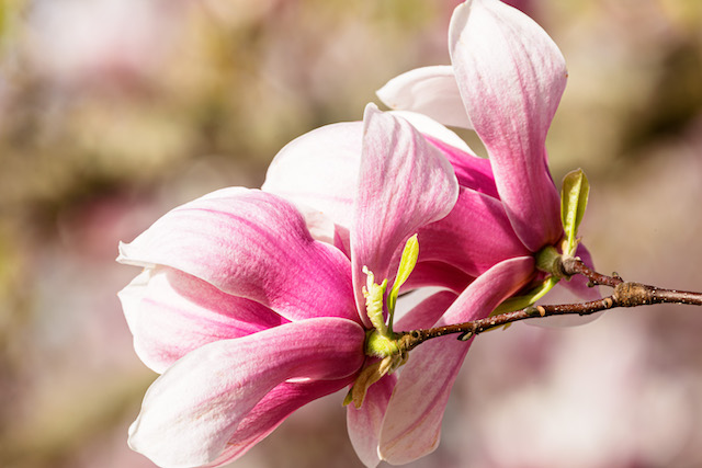 Tulip Magnolias at Smithsonian Enid Haupt Gardens-Christian Bartholomew
