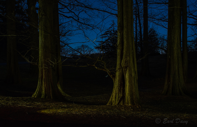 Painting with Light at the National Arboretum-Earl Davy